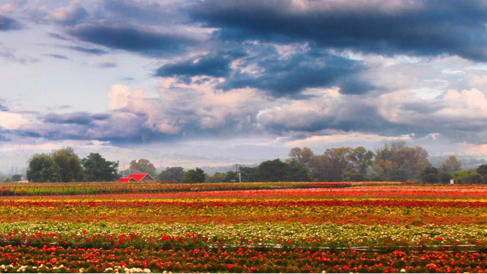 A New Chapter for Roeloffs Nurseries