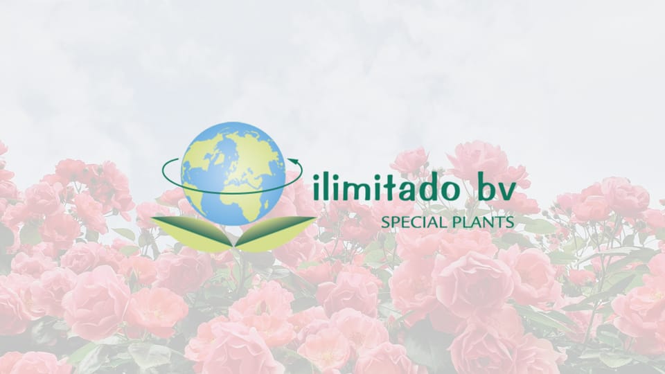 Exclusive Agent - ilimitado bv